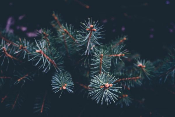 Close up of Christmas Pine Tree